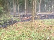 Mittelbrand Wald